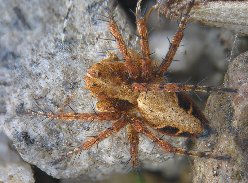 Philodromidae? No ,Oxyopes cfr. ramosus -  Palude Brabbia (VA)